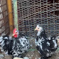 فروش مرغ و خروس کوشین گلین