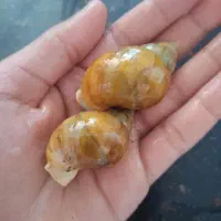 حلزون|خزنده|شیراز, رکن‌آباد|دیوار