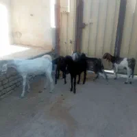 سلام دوستان 5راس بزغاله ویک راس بز داشتی و توقلی|حیوانات مزرعه|انبارآلوم, |دیوار