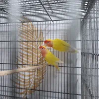 جفت برزیلی صورت هلویی