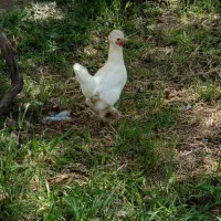 مرغ برهما اصیل