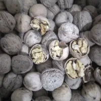 گردو جنگلی و خوش مزه