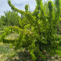 باغ گیلاس و باددام|فروش زمین و ملک کلنگی|اصفهان, آزادگان|دیوار