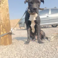 سگ پیتبول نر فول آموزش|سگ|اصفهان, سرشبادران|دیوار