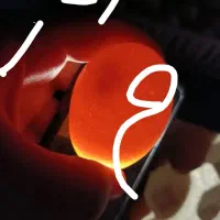 تخم نطفه دار