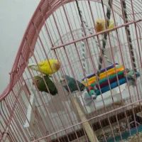 دو جفت  طوطی برزیلی