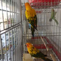 خورشیدی سان کانور ماده|پرنده|کاشمر, |دیوار