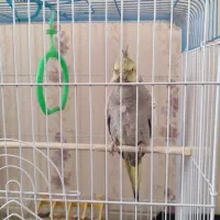 عروس|پرنده|قم, شهرک امام حسن|دیوار