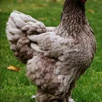 چهار دیواری جهت اجاره