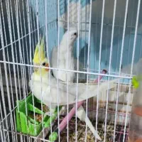 طوطی عروس|پرنده|بندر ماهشهر, |دیوار