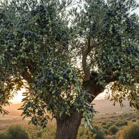 نهال زیتون با تخفیف ویژه ارسال سریع و راحت|خدمات باغبانی و درختکاری|قزوین, |دیوار