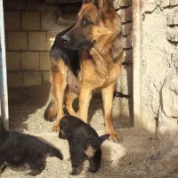 توله ژرمن|سگ|خرم‌آباد, |دیوار