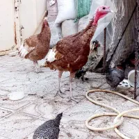 بقلمون بوربون بقلمون مرغ وخروس آمری کایی|حیوانات مزرعه|تربتحیدریه, بهشت عسکری|دیوار