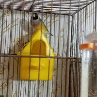 فنچ گلدین تک نر زرد موجوده|پرنده|رشت, علی آباد|دیوار