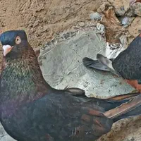 کفتر زاغ آبادانی زرد کاکلی|پرنده|قم, اسمعیل آباد|دیوار
