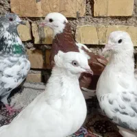 ۶عدد کبوتر.پروندنی|پرنده|شادگان, |دیوار