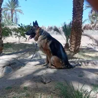 ژرمن اصیل|سگ|کرمان, |دیوار