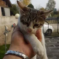 واگذاری گربه