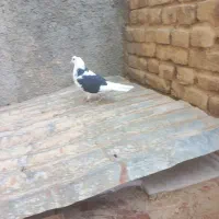 کبوتر پرشتی