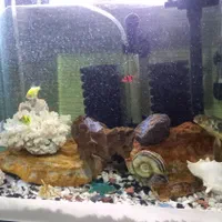 اِکواریوم باتمامیلوازم لوکسوماهی|ماهی|تبریز, |دیوار