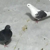 کفتر|پرنده|تهران, سلیمانی|دیوار