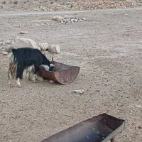 بز محلی|حیوانات مزرعه|جهرم, |دیوار