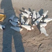 پرنده کبوتر|پرنده|رامهرمز, |دیوار