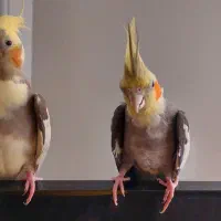 عروس هلندی مولد رو تخم به همراه قفس و لوازم