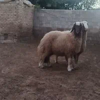 بره قوچ سنجابی