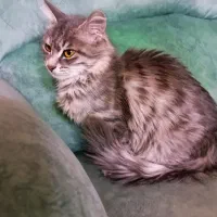 گربه پرشین ۴ماهه