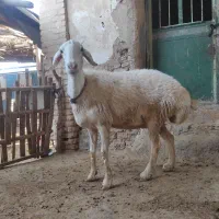 بره نرودماده چینی ۲قلو|حیوانات مزرعه|کوهدشت, |دیوار