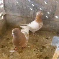 کله|پرنده|مشهد, هفده شهریور|دیوار