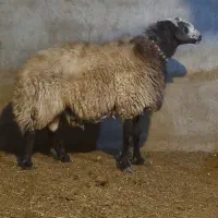 2راس قوچ افشاری درجه یک