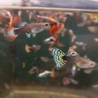 گوپی کوپی فکوری72