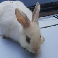 سه تا خرگوش زیبا