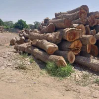 خرید چوب (( خرید انواع تنه گردو ))صنوبر پالتی