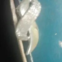 گمشده