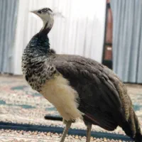 طاووس|پرنده|مشهد, خواجه ربیع|دیوار