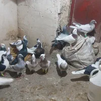 طوقی نرماده