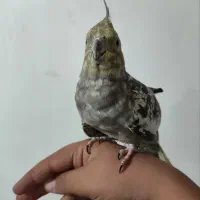 یک جفت عروس هلندی سرحال|پرنده|سرولایت, |دیوار