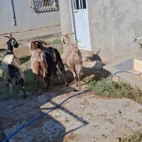 بزشیری پرشیر