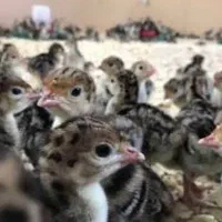 جوجه بوقلمون عمده