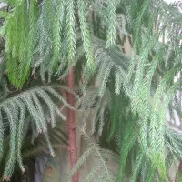 گل کاج مطبق|گل و گیاه طبیعی|کرمان, |دیوار