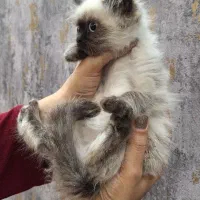 بچه گربه هیمالین