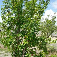 باغ-ویلا-1000متر-سیس-روستای-بیجگه-خاتون