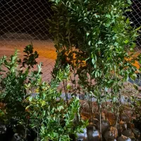 فروش انواع مرکبات