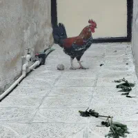 خروس سالم .نر.جوان .