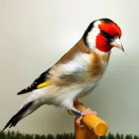 سهره های کار داده