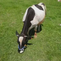 گاو هلشتاین آبستن