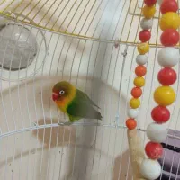 فروش طوطی تک و عروس تک نر|پرنده|شیراز, شهرک صدا و سیما|دیوار